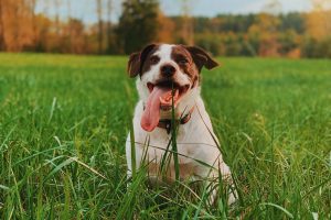The Risks of Heartworm